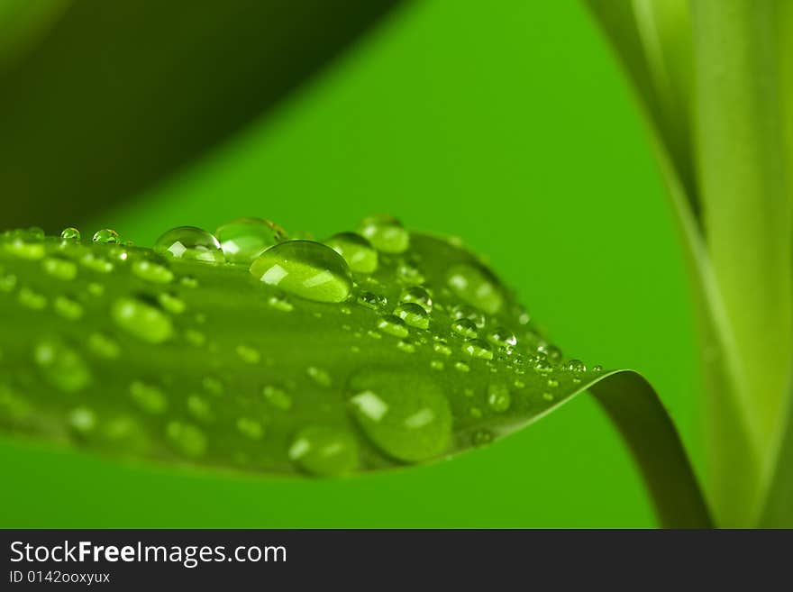 Green leaf of the plant with dew