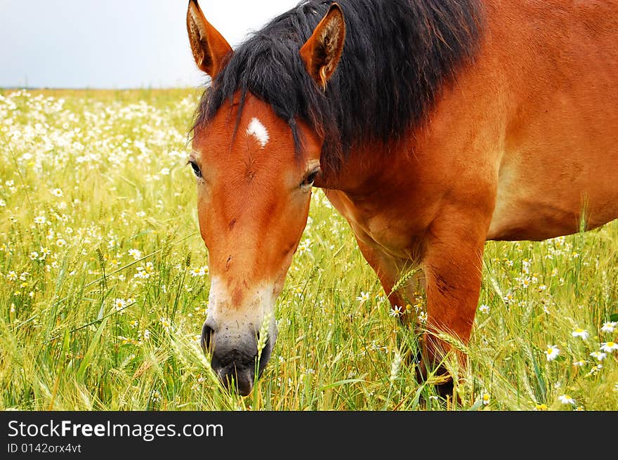 Horse on chews a grass a meadow and missed