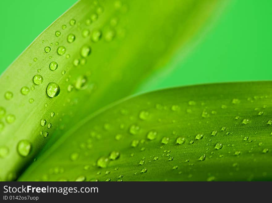 Green bright of a bamboo plant with drops. Green bright of a bamboo plant with drops