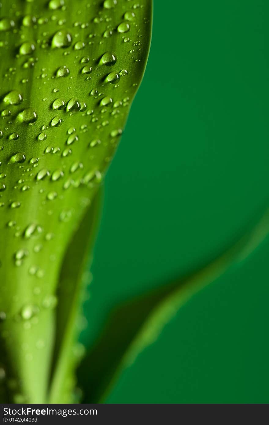 Leaf with dew on the green background