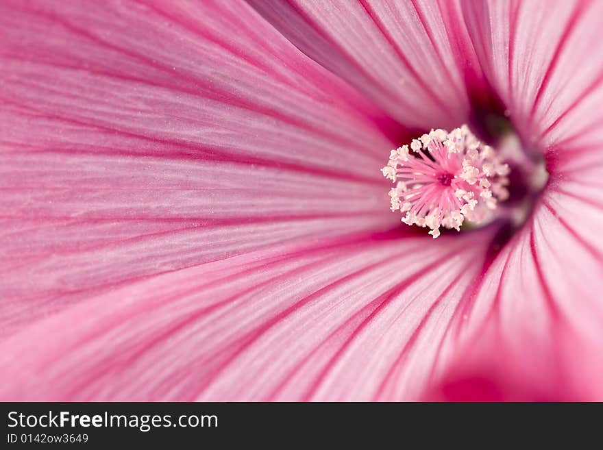 Tenderness Of Pink Flower