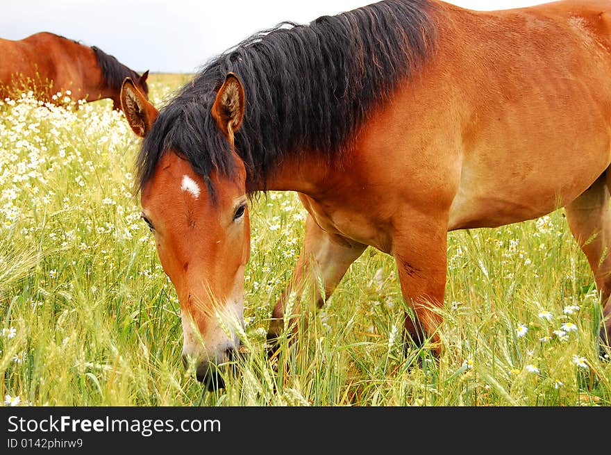 Horse on chews a grass a meadow and missed