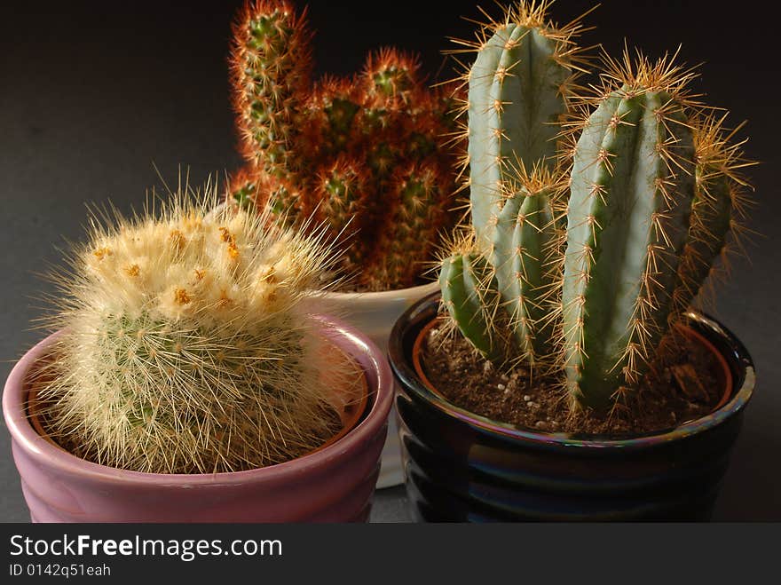 Three cactus with a black background