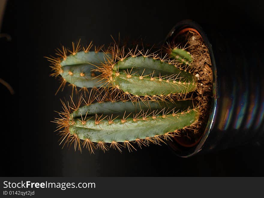 Three cactus with a black background