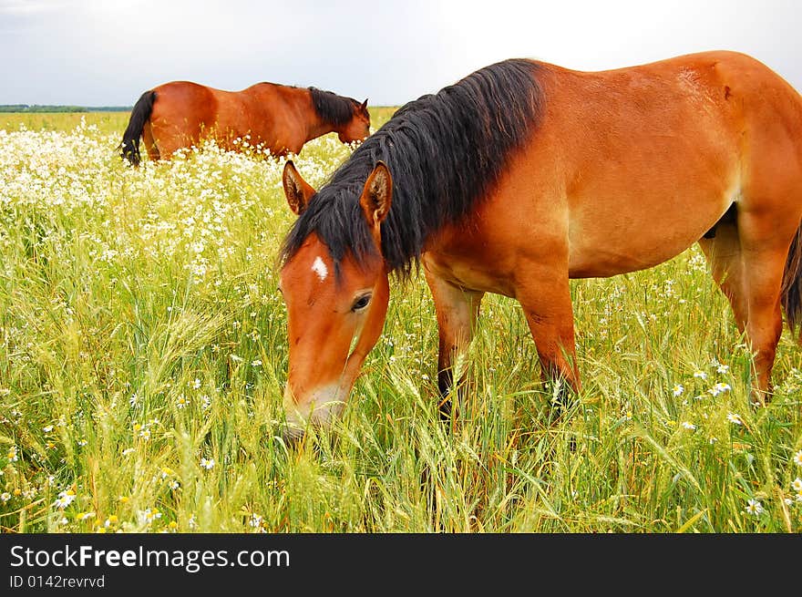 Horse on chews a grass a meadow and missed