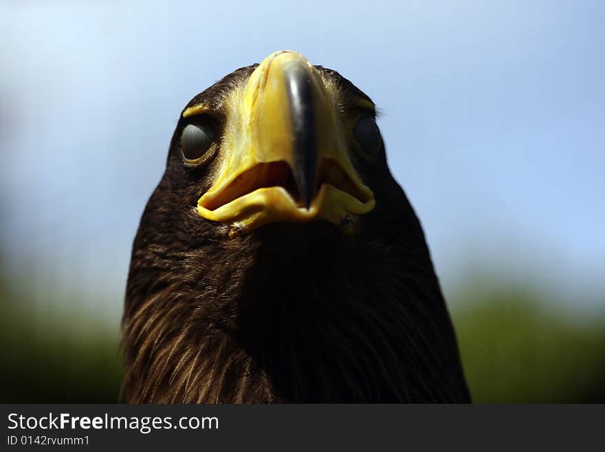 Detail of Head of Eagle with close eyes..looks like blind. Detail of Head of Eagle with close eyes..looks like blind