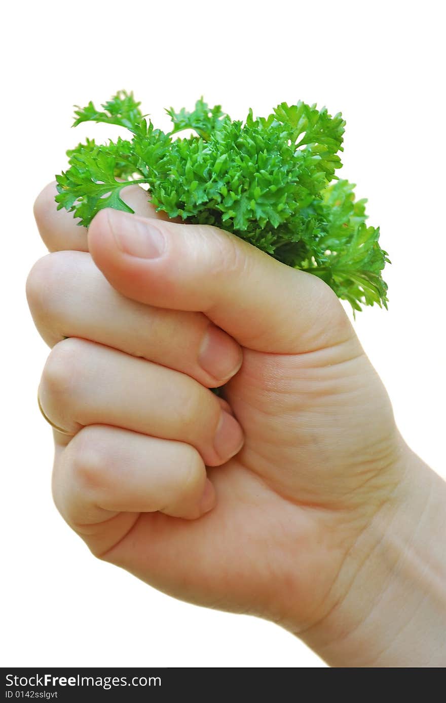 A womanish hand holds the bunch of greenery on a white background