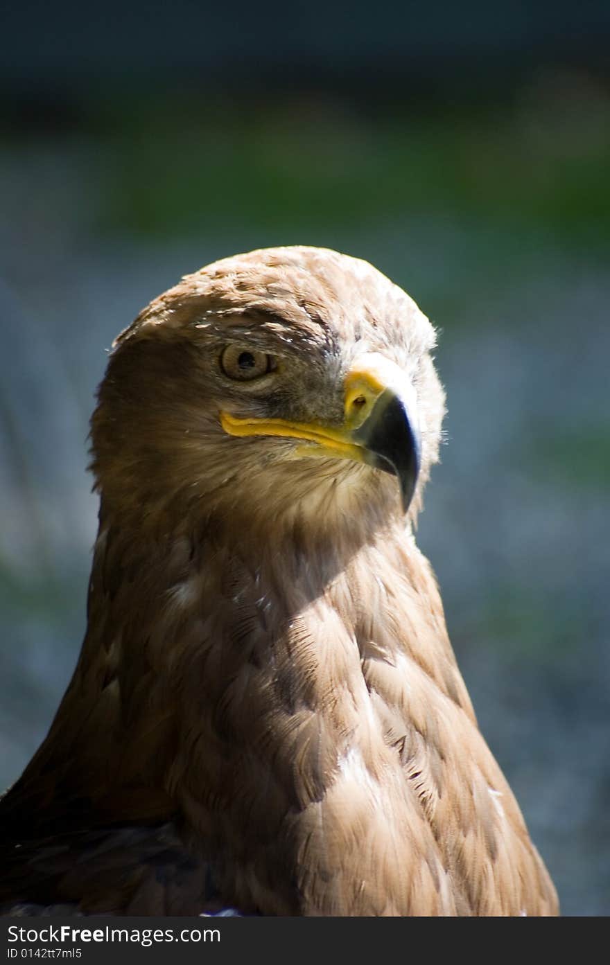 Head Of Falcon