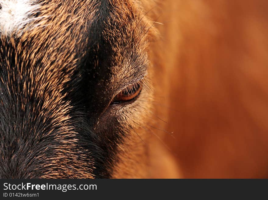 Detail of nice brown-black goat and her interesting eye. Detail of nice brown-black goat and her interesting eye