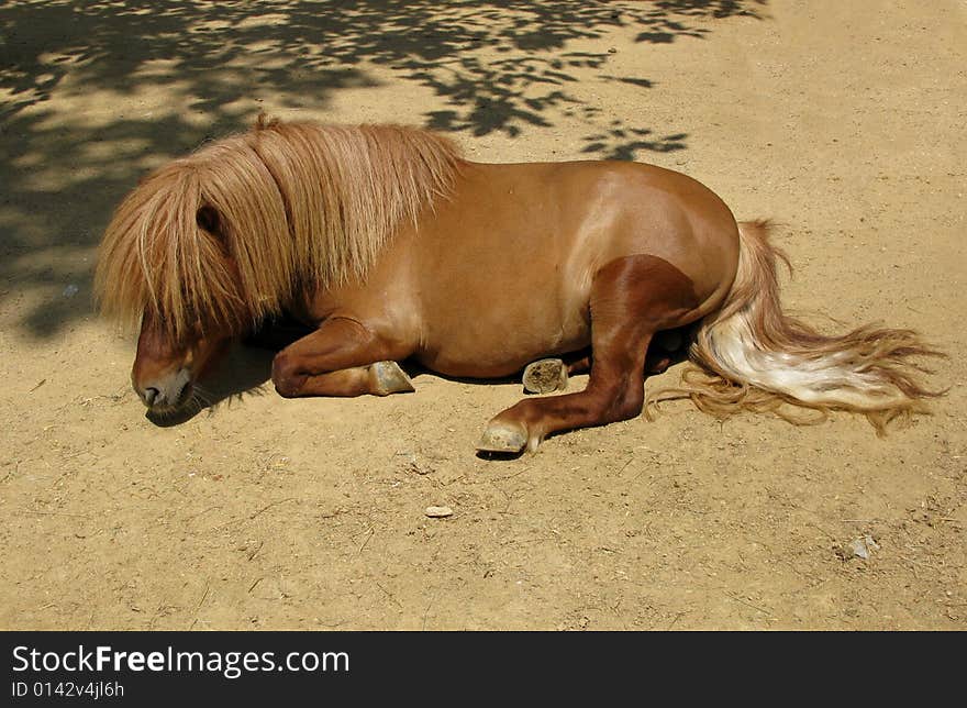 Horse on the sun, zoo at Barcelona