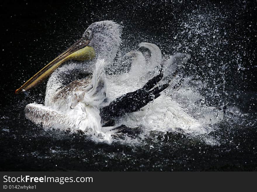 Big white Pelican bathing in the water of the lake. Big white Pelican bathing in the water of the lake.