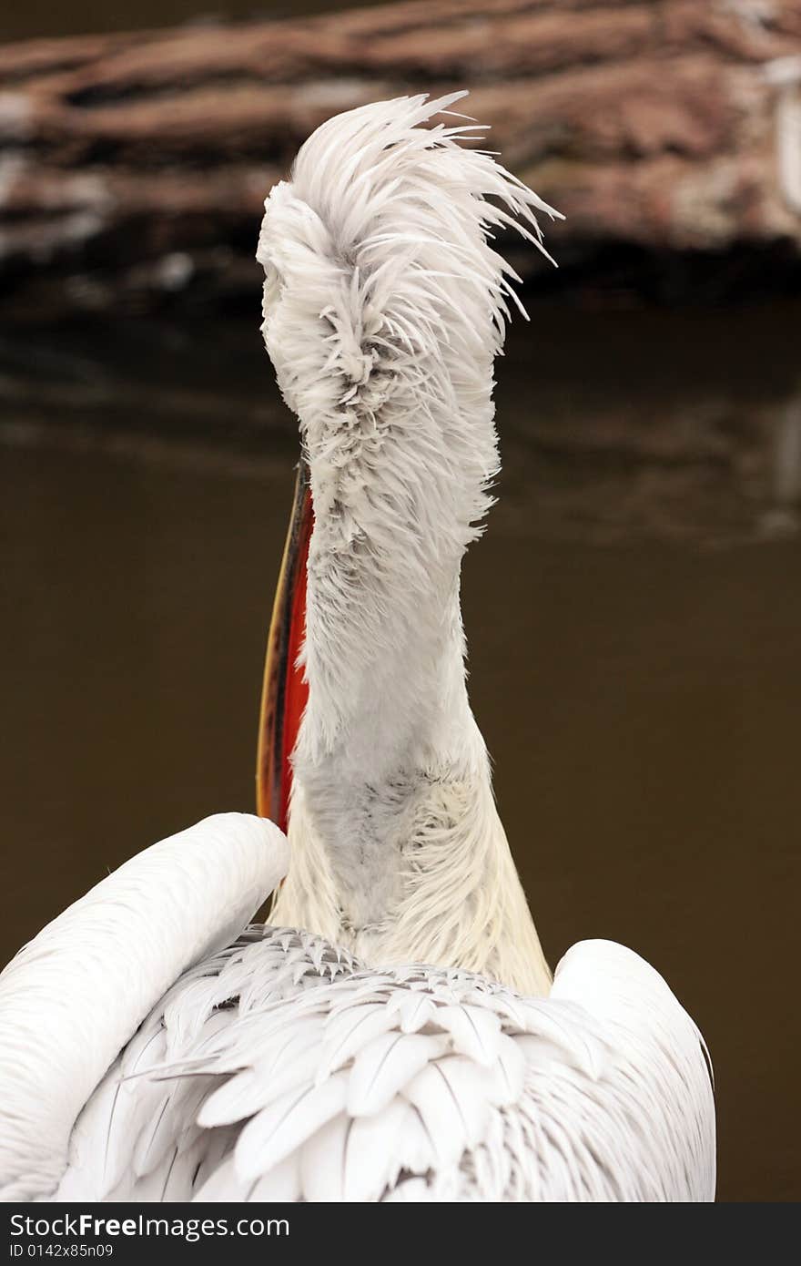 Portrait of Big White Pelican from behind