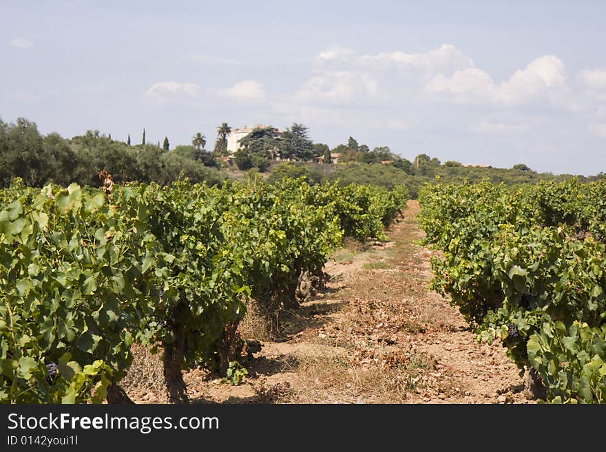 A overview over a vineyard in southern france