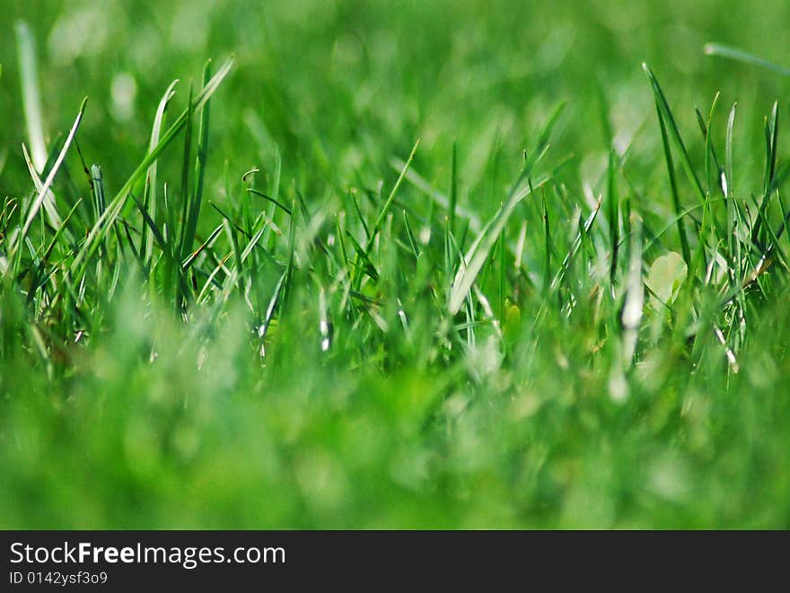 Beautiful green grass in a park with focuse in the middle. Beautiful green grass in a park with focuse in the middle