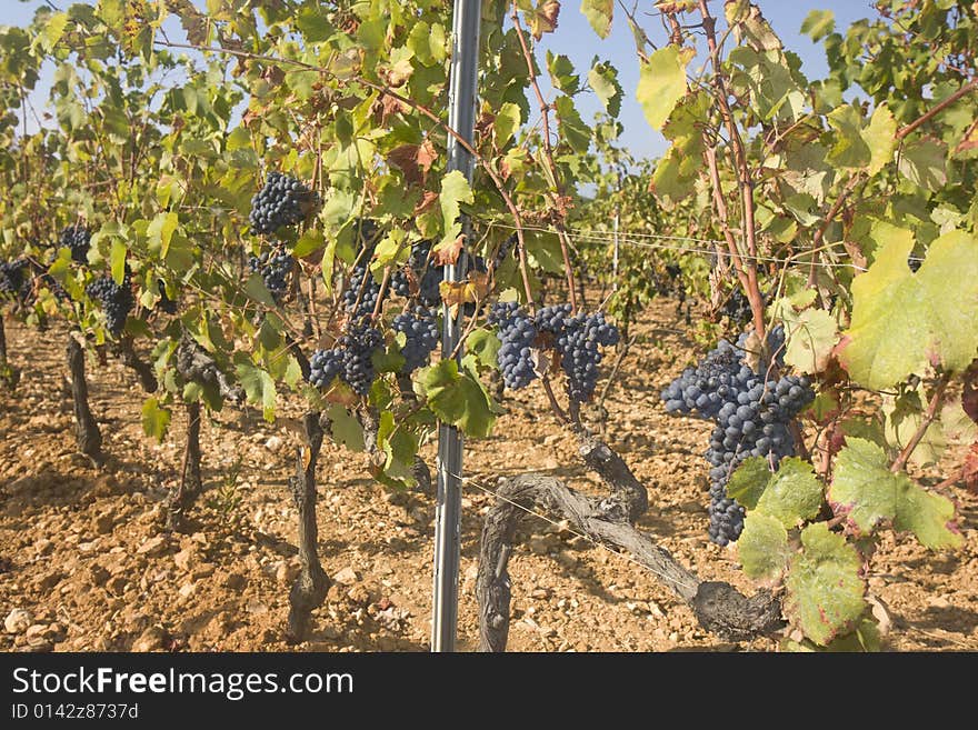 A overview over a vineyard in southern france