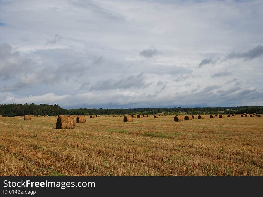 Agricultural landscape of straw bales in a field