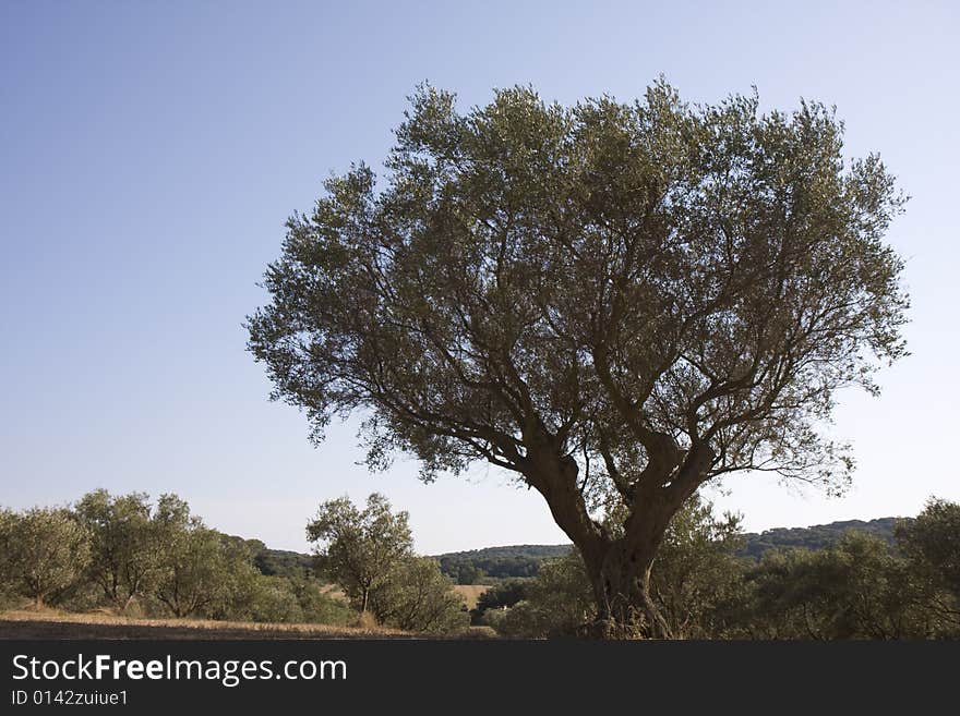 Olive tree