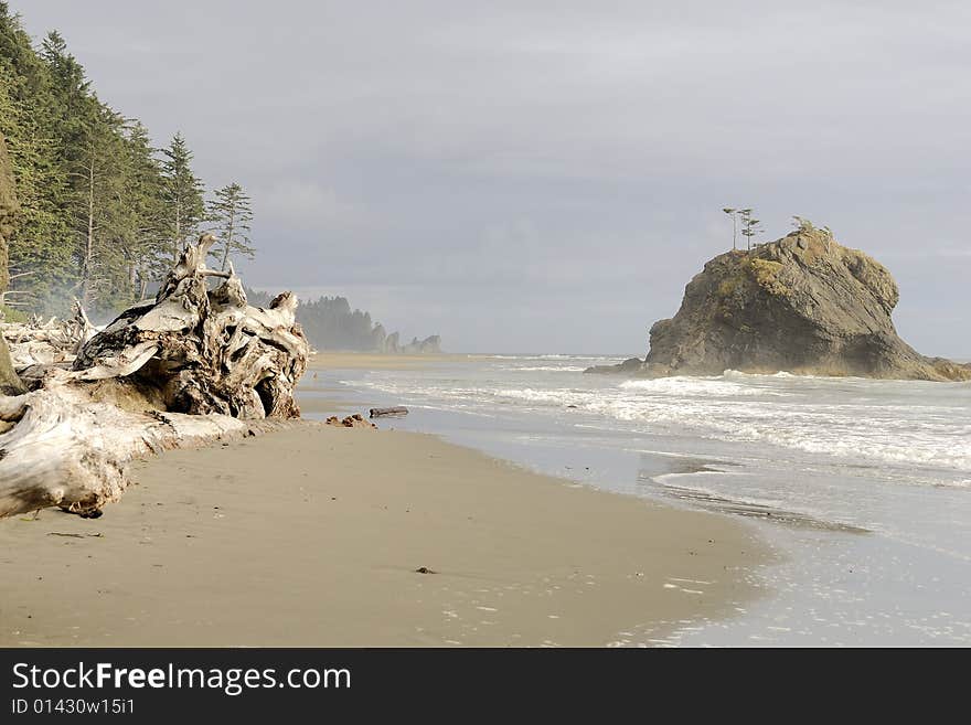 Pacific Sea stack beach at LaPush Washington, Olympic Peninsula with major whole tree driftwood in pictorial scene on misty day. Pacific Sea stack beach at LaPush Washington, Olympic Peninsula with major whole tree driftwood in pictorial scene on misty day.