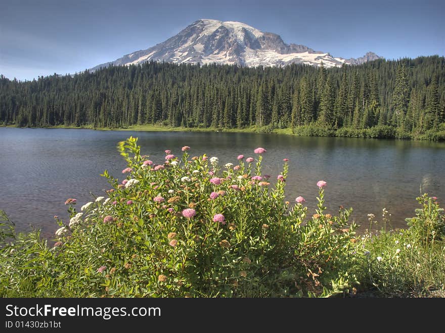 Natural Wildflower bouquet contributes the majestic venue that is Mt Rainier National Park. Natural Wildflower bouquet contributes the majestic venue that is Mt Rainier National Park.