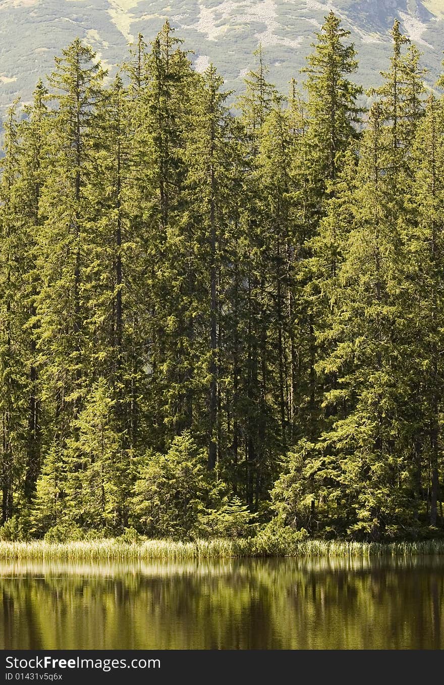 Forest edge of a forest reflecting in a mountain lake