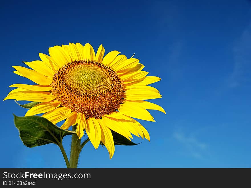 Sunflower against blue cloudy sky