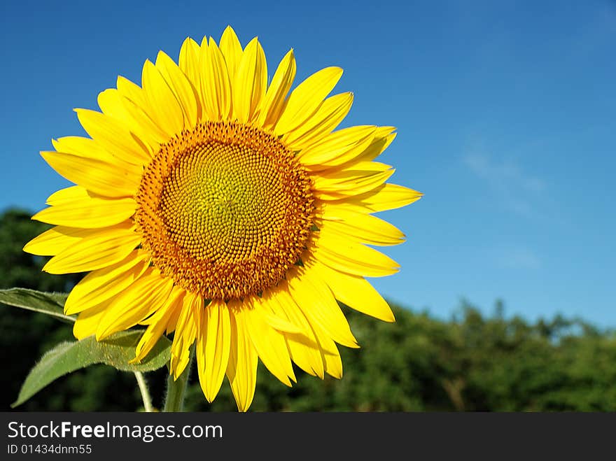 Sunflower against blue cloudy sky