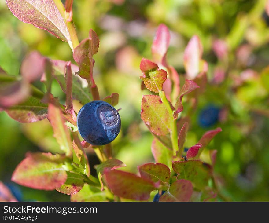 Close-up view of whortlberry