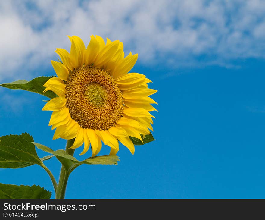 Sunflower over blue sky with clouds