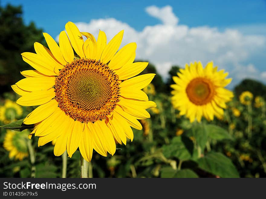 Sunflower against blue cloudy sky