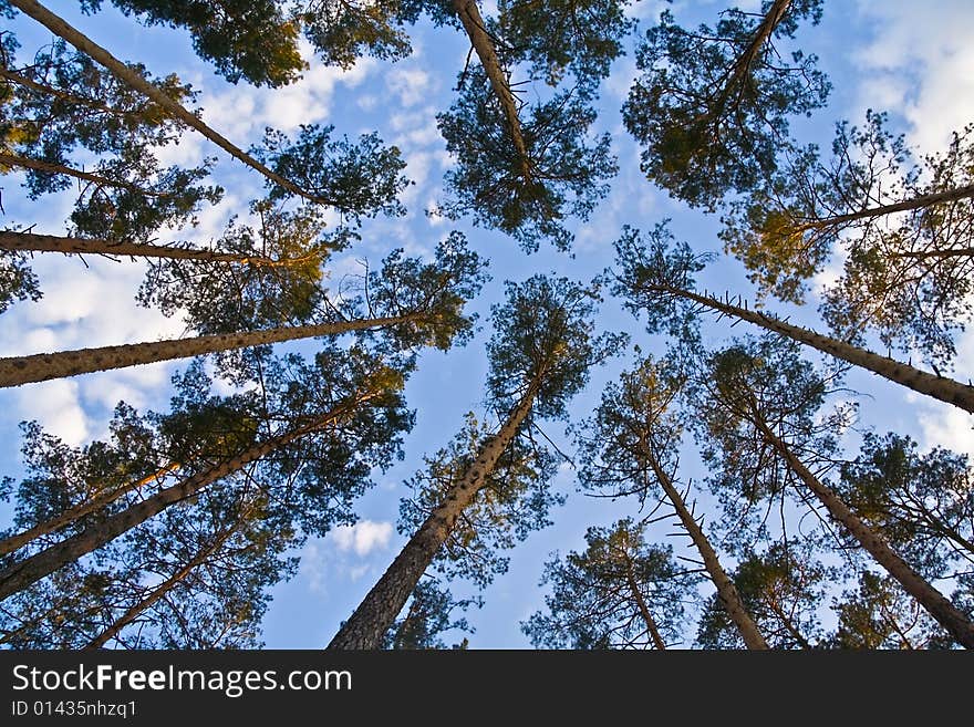 Tree And Sky