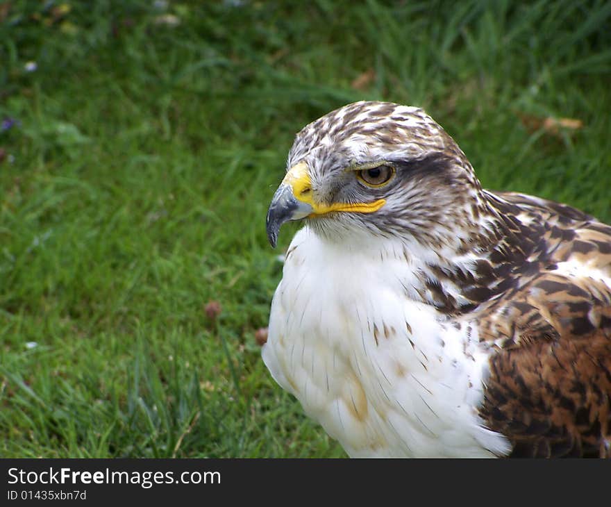 A bird of prey in captivity