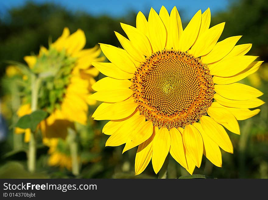 SUNFLOWER