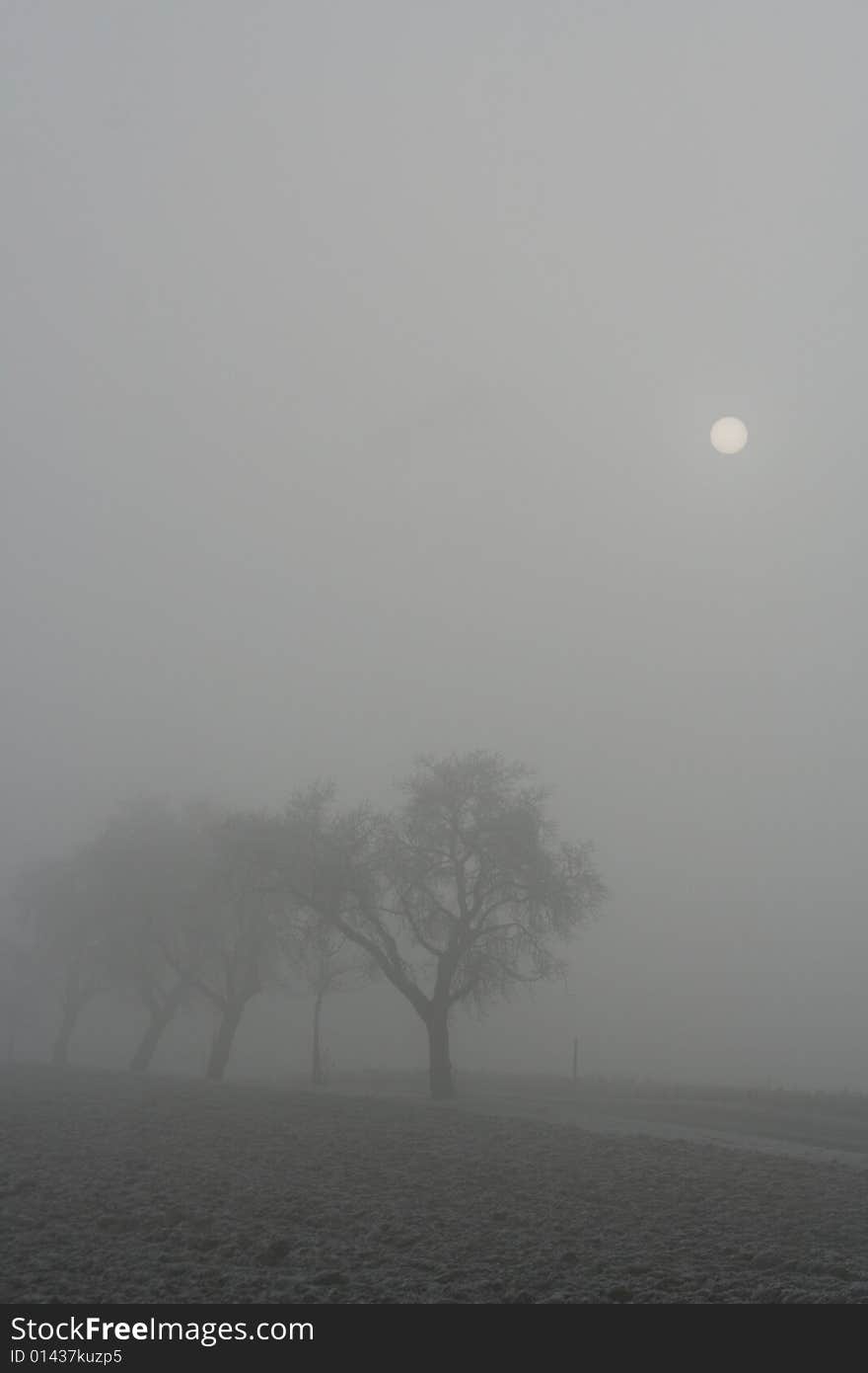 Trees in the fog