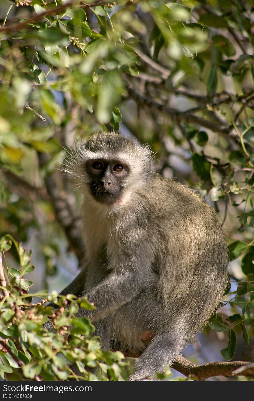 Vervet Monkey