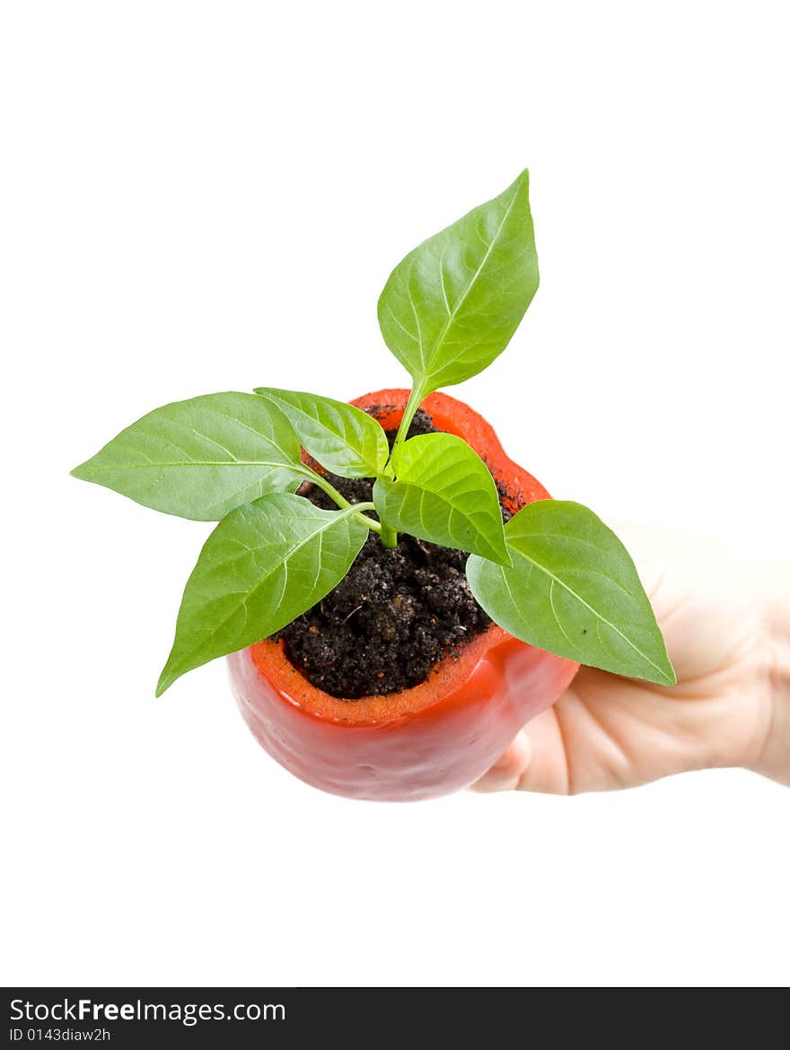 Transplant of a tree in a pot from fresh pepper on a white background. Concept for environment conservation.