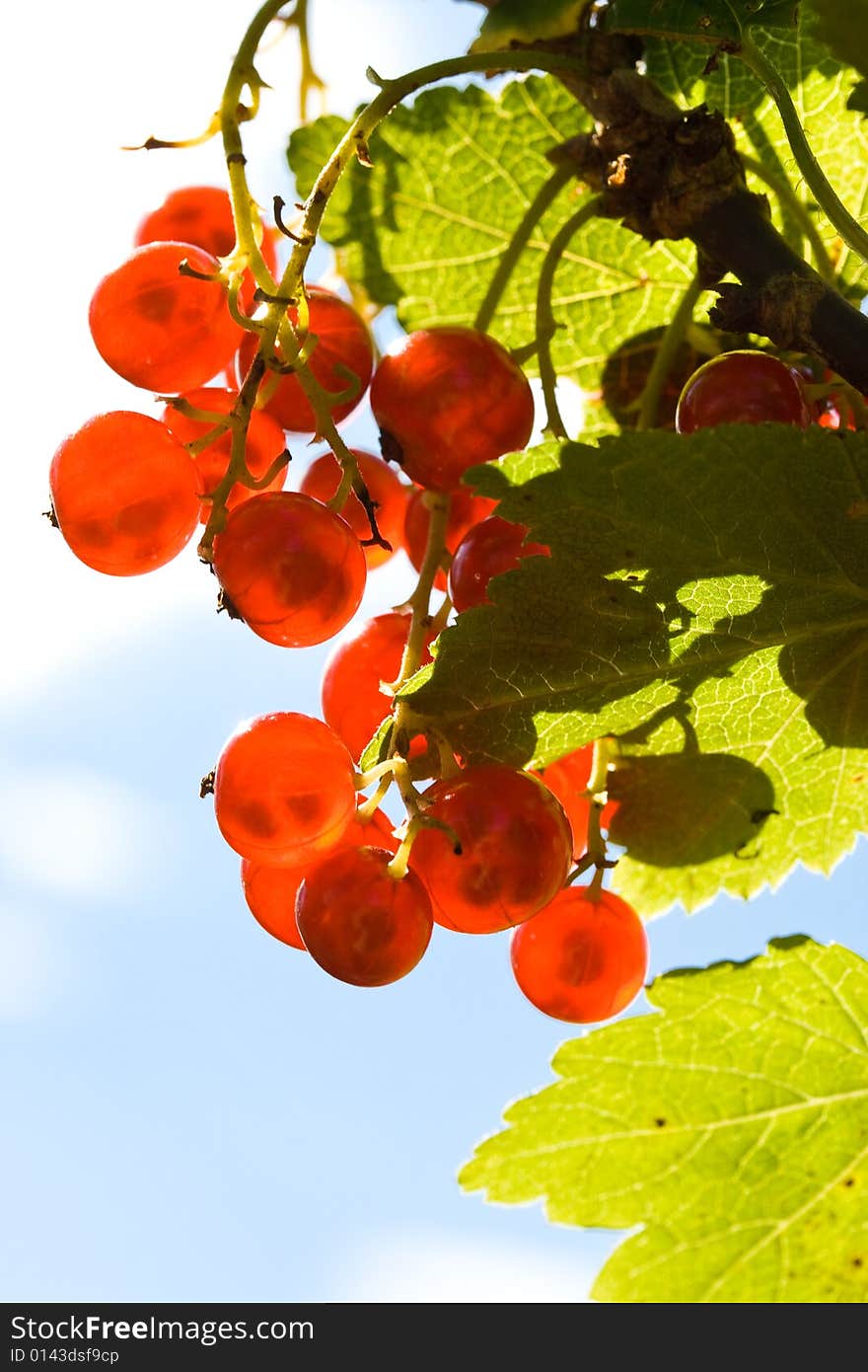 Red currant