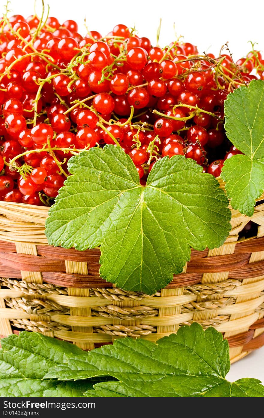 Red currant