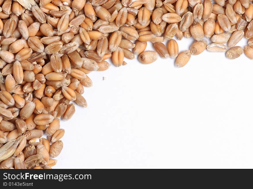 Wheat grain close up background texture