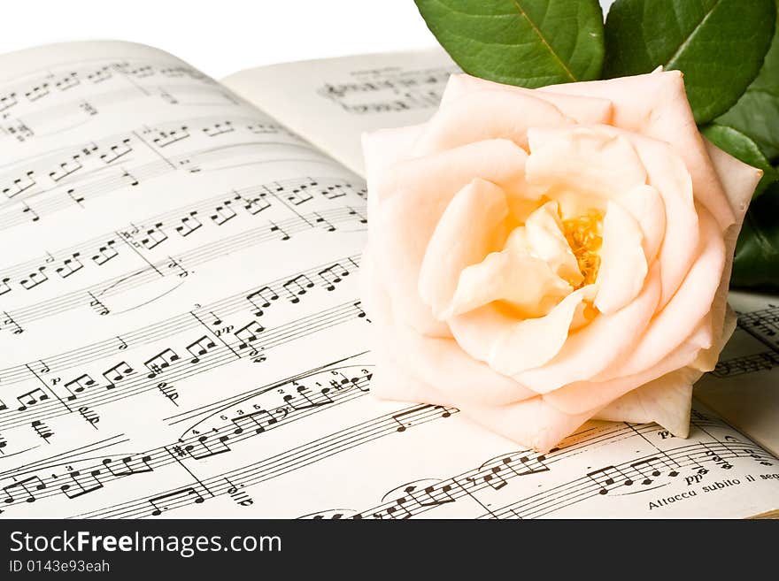 The rose laying on a musical notes on a white background. The rose laying on a musical notes on a white background