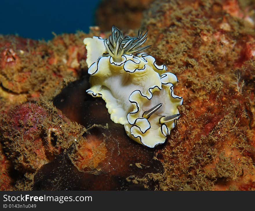 This nudibranch (sea slug) was found on a ship wreck in Thailand. This nudibranch (sea slug) was found on a ship wreck in Thailand.