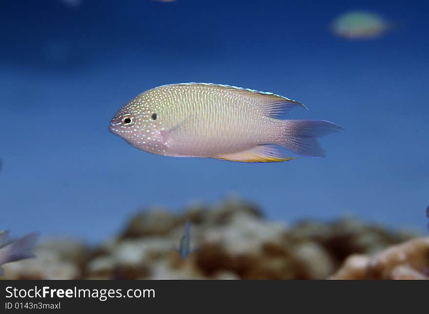 These type of fish are common around the reefs in Thailand. These type of fish are common around the reefs in Thailand