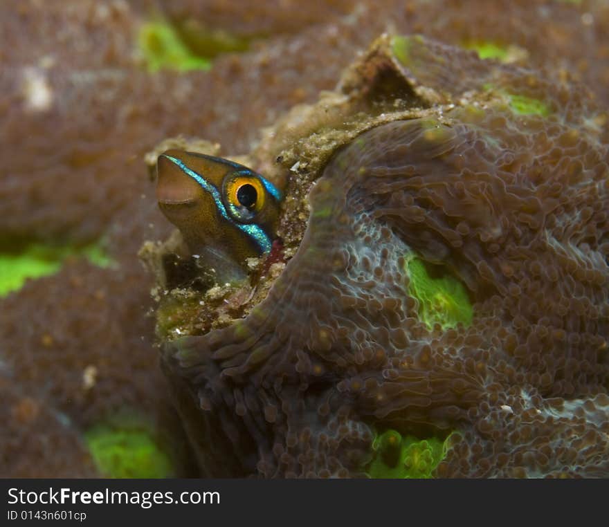 Bluestripped Fang Blenny