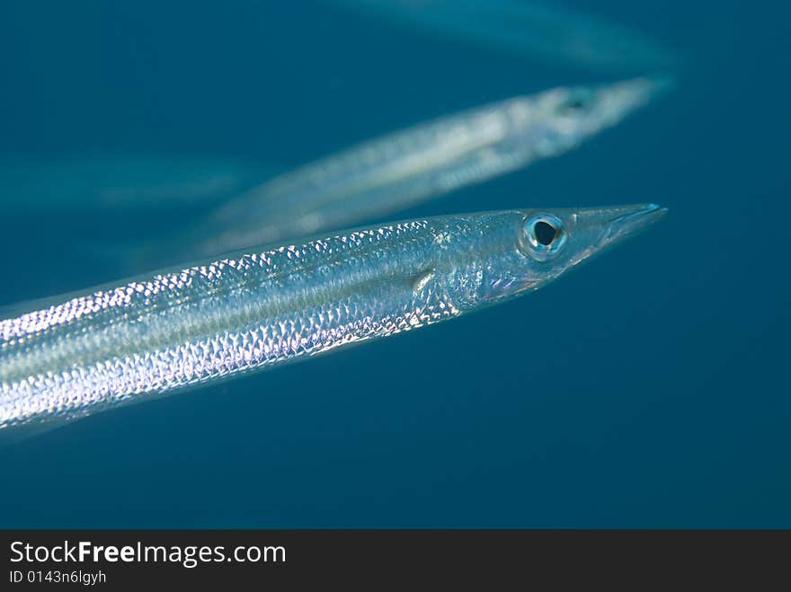 Silver scales with a blue water background. Silver scales with a blue water background