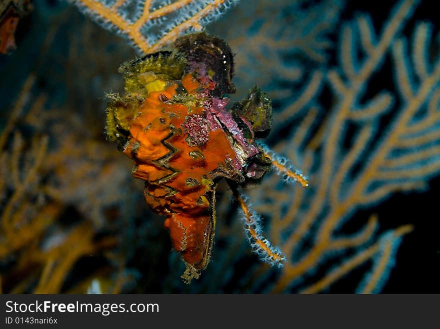 Red, orange and yellow colored oyster. Red, orange and yellow colored oyster.