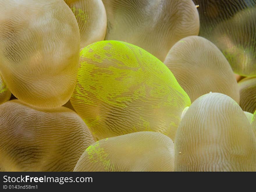 A closeup of a bunch of bubble coral with a green alge.