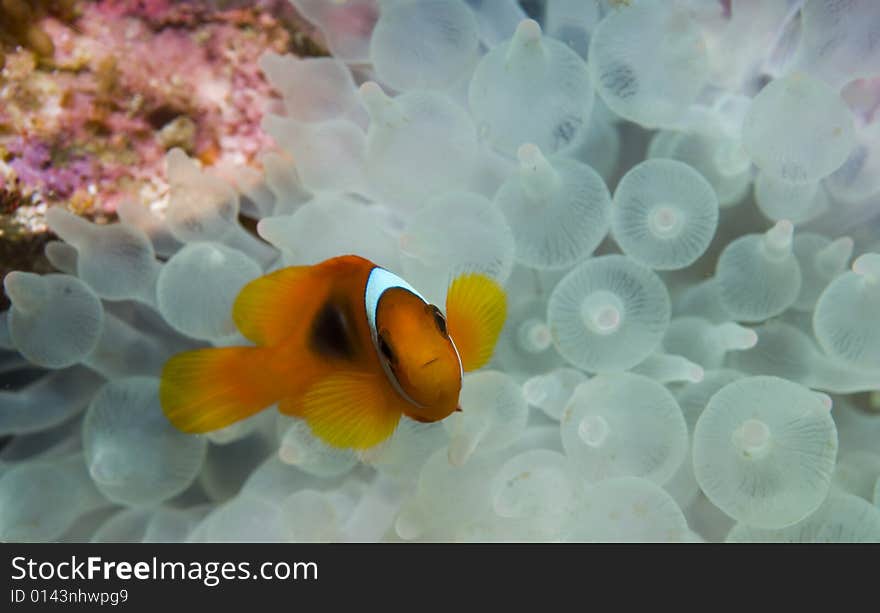 These type of fish are common around the reefs in Thailand. These type of fish are common around the reefs in Thailand