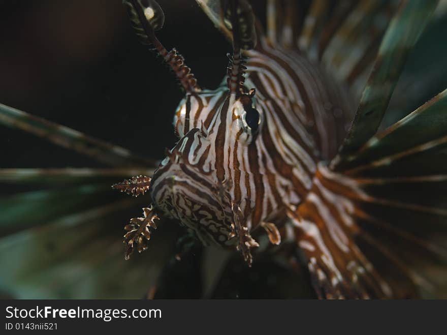 These type of fish are common around the reefs in Thailand. These type of fish are common around the reefs in Thailand