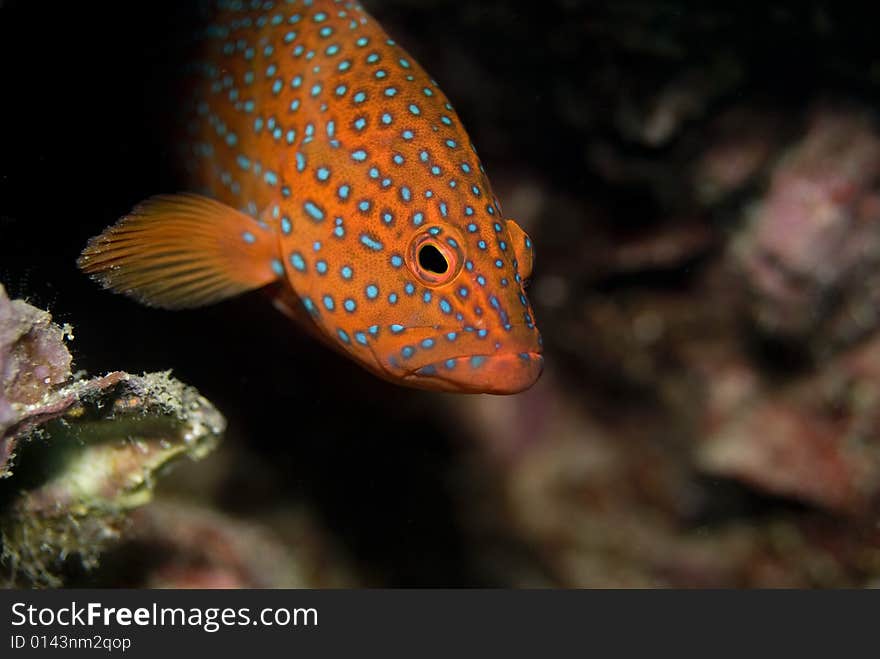 Coral Grouper