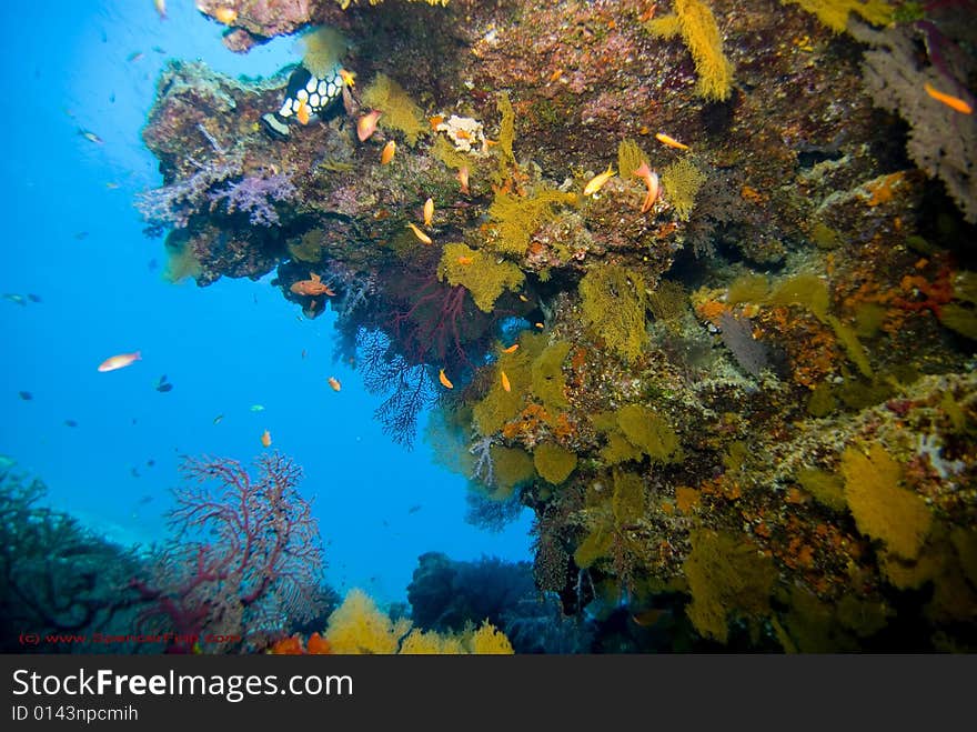 A colorful collection of sea fans and soft corals. A colorful collection of sea fans and soft corals