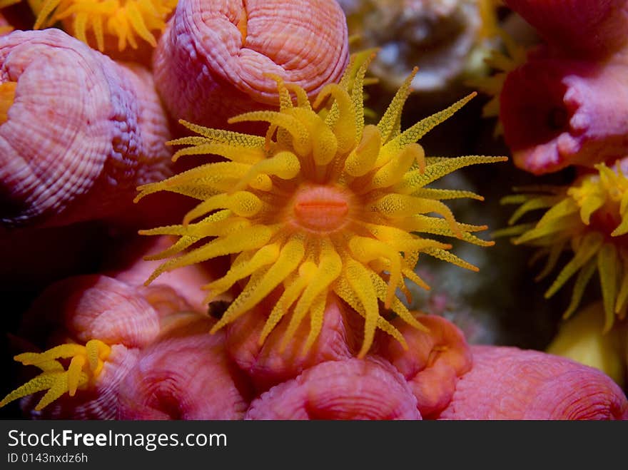 These tiny underwater flowers filter the small particles from the water. These tiny underwater flowers filter the small particles from the water.